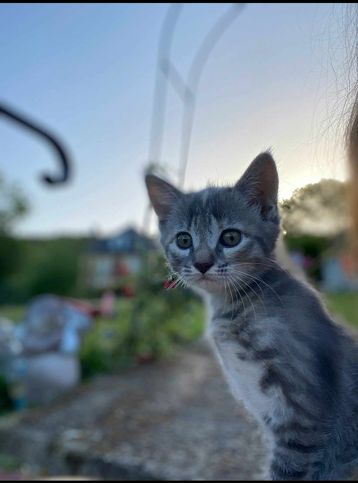Tagada participe au concours pour gagner de l'argent avec cette photo : kitten, cat, gray_tabby, outdoor, sunset, blurred_background, collar, curious, young_animal, pet, feline, nature, closeup, portrait, animal, whiskers, ears, soft_light, garden, house