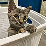 Tagada participe au concours pour gagner de l'argent avec cette photo : kitten, cat, laundry_basket, indoor, curious, pets, animal, ears, whiskers, paws, closeup, floor, wall, plastic, container, domestic, young, cute, feline, looking