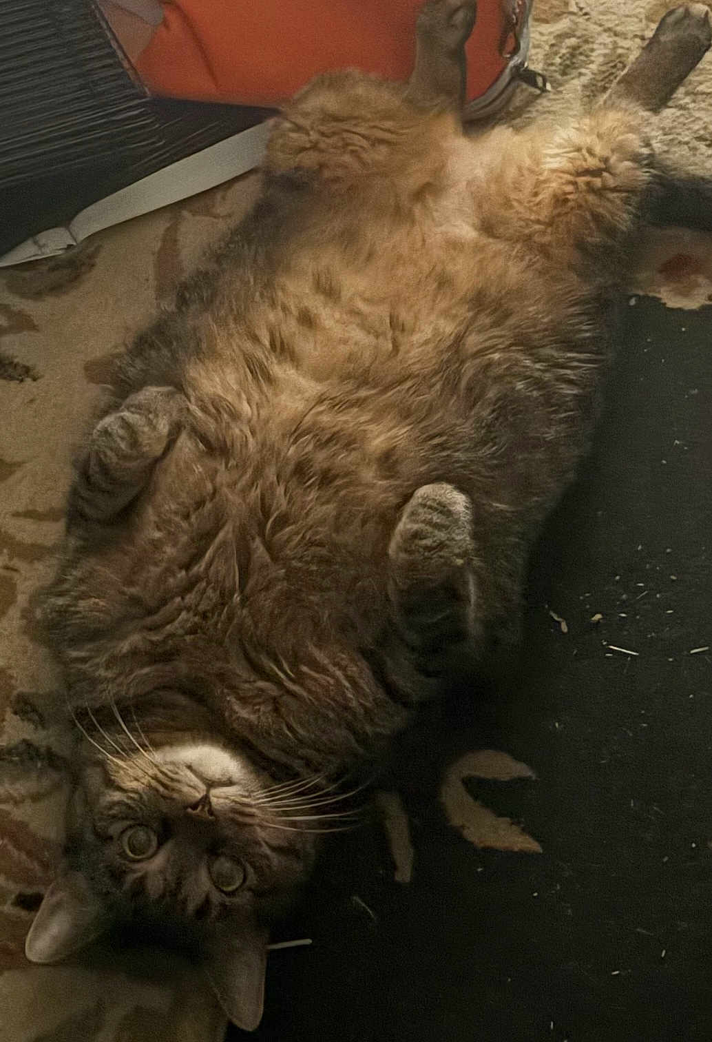 Meatball