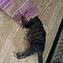 Meatball joined the competition — help win amazing prizes! animal, bag, cat, catnip, closeup, cozy, flooring, hiding, home, indoor, paper_bag, paw, pet, purple, relaxed, sleeping, striped_fur, tabby, tail, wooden_floor