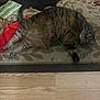 Meatball joined the competition — help win amazing prizes! animal, carpet, cat, curious, domestic_cat, feline, floor, fur, home, indoor, lying_down, pet, red_bag, relaxed, resting, rug, striped, tabby_cat, whiskers, wooden_floor