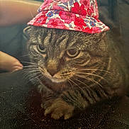 Meatball joined the competition — help win amazing prizes! animal, cat, closeup, cute, domestic, ears, expression, face, feline, floral_hat, fur, hat, indoor, paws, pet, portrait, resting, striped, tabby, whiskers