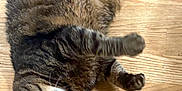 Meatball joined the competition — help win amazing prizes! animal, cat, closeup, cute, domestic_cat, feline, fur, indoor, looking_at_camera, lying_down, mammal, paw, pet, playful, relaxed, resting, striped, tabby, whiskers, wooden_floor