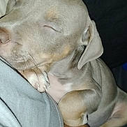 Maya joined the competition — help win amazing prizes! puppy, sleeping, dog, close_up, cuddle, resting, pet, animal, fur, paw, human_arm, comfort, relaxation, indoor, cute, snuggle, peaceful, soft, adorable, companion