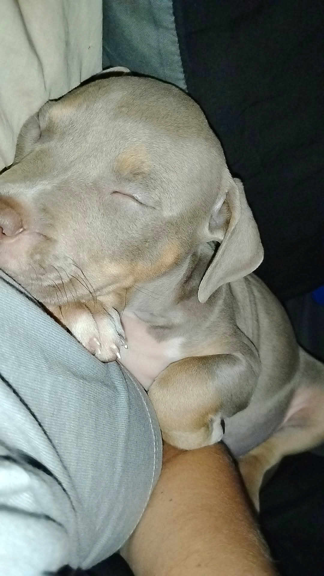 Maya