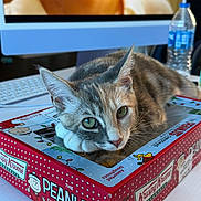 Sulli is registered to the contest to win money with this photo: background, box, cat, christmas_collection, closeup, computer_screen, curious, cute, desk, feline, green_eyes, indoor, keyboard, kitten, krispy_kreme, peanuts, pet, resting, water_bottle, white_paw