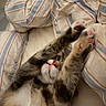 animal, bed, blanket, cat, closeup, cozy, cute, fur, indoor, kitten, paw, pet, pink_nose, relaxed, sleepy, soft, stretching, striped, tabby, whiskers