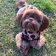 Stymie joined the competition — help win amazing prizes! dog, pet, small_dog, brown_fur, furry, grass, outdoor, portrait, close_up, leopard_print_coat, coat, paws, teeth, cute, sitting, sunlight, eyes, ears, tail, park