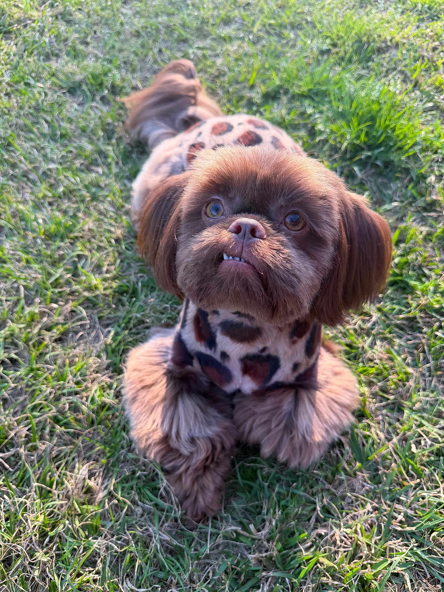 Stymie joined the competition — help win amazing prizes! dog, pet, small_dog, brown_fur, furry, grass, outdoor, portrait, close_up, leopard_print_coat, coat, paws, teeth, cute, sitting, sunlight, eyes, ears, tail, park