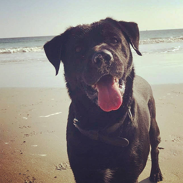 Maïka participe au concours pour gagner de l'argent avec cette photo : beach, canidae, carnivore, collar, companion_dog, dog, dog_breed, dog_collar, fawn, happy, horizon, landscape, ocean, sand, sky, sporting_group, water, wave, wind_wave, working_animal
