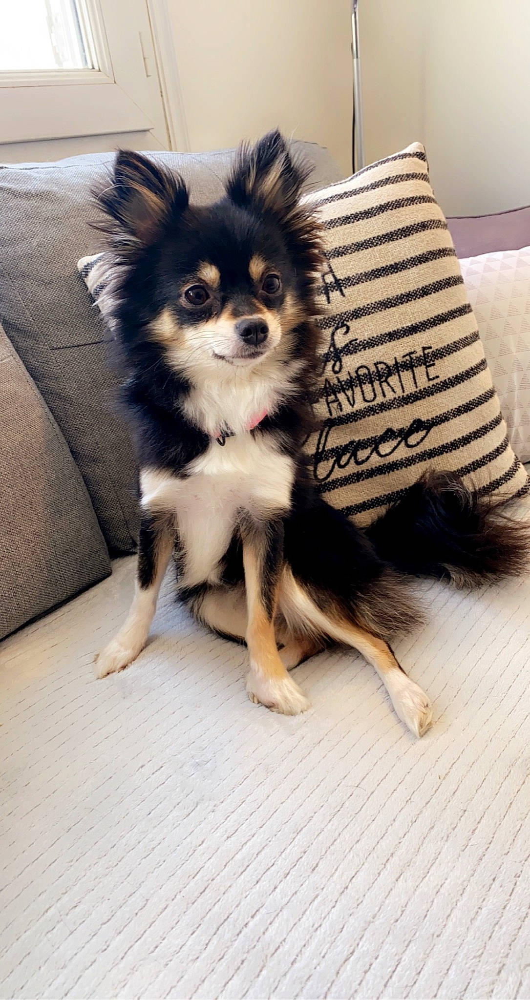 Mickie participe au concours pour gagner de l'argent avec cette photo : canidae, carnivore, companion_dog, couch, dog, dog_breed, dog_supply, fawn, flooring, fur, non_sporting_group, pillow, snout, sporting_group, tail, terrestrial_animal, toy_dog, vertebrate, whiskers, working_dog