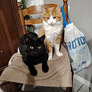 Caramel Et Mooglie participe au concours pour gagner de l'argent avec cette photo : cats, cat, orange_cat, black_cat, long_hair, short_hair, feline, pets, animals, sitting, chair, blanket, wooden_furniture, indoor, home, shopping_bag, tile_floor, door, greenery, portrait