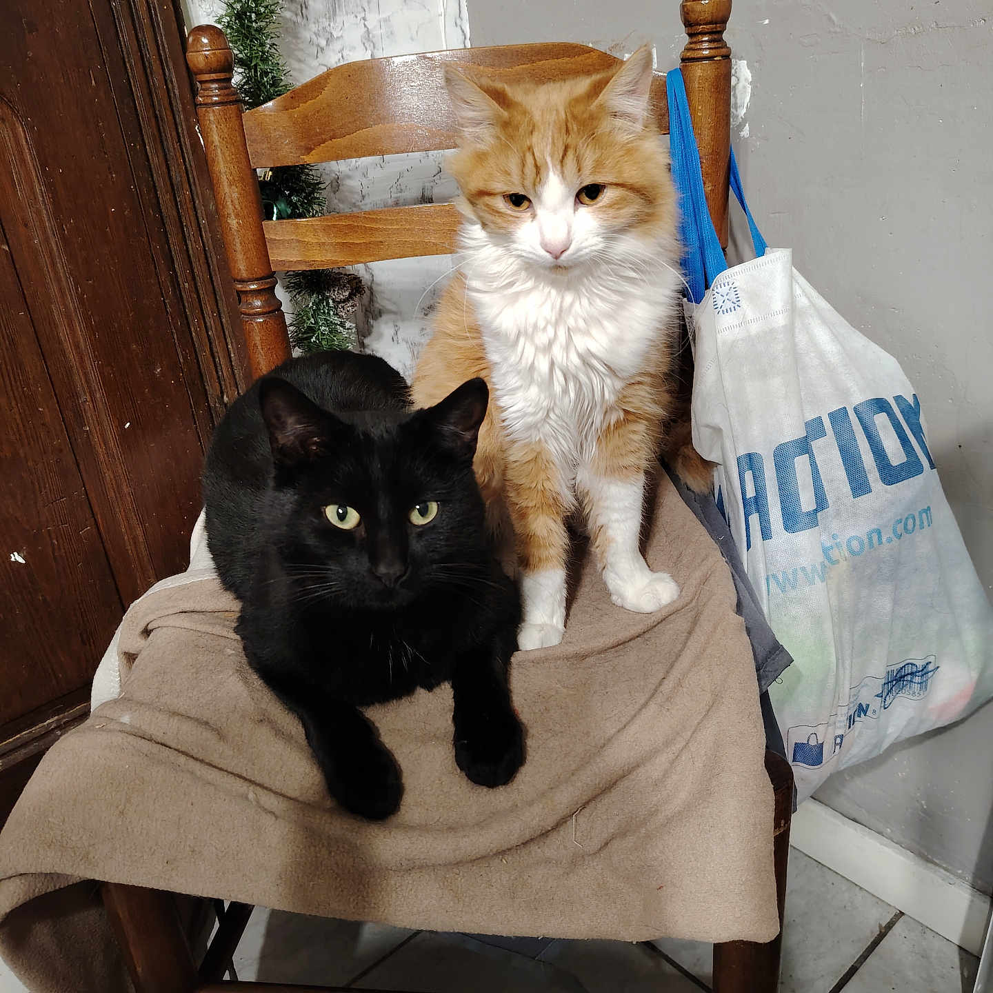 Caramel Et Mooglie