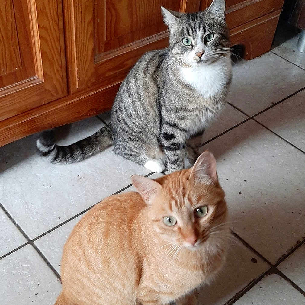 Simba Et Poggy