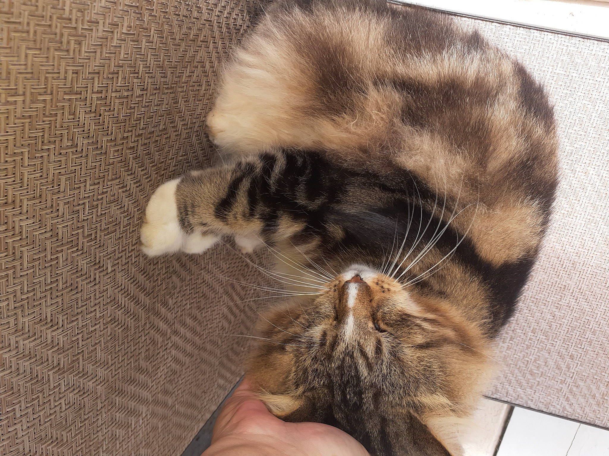 Kit Kat is registered to the contest to win money with this photo: carnivore, cat, claw, comfort, domestic_short_haired_cat, ear, felidae, flooring, fur, leg, nap, paw, sleep, small_to_medium_sized_cats, snout, tail, terrestrial_animal, whiskers