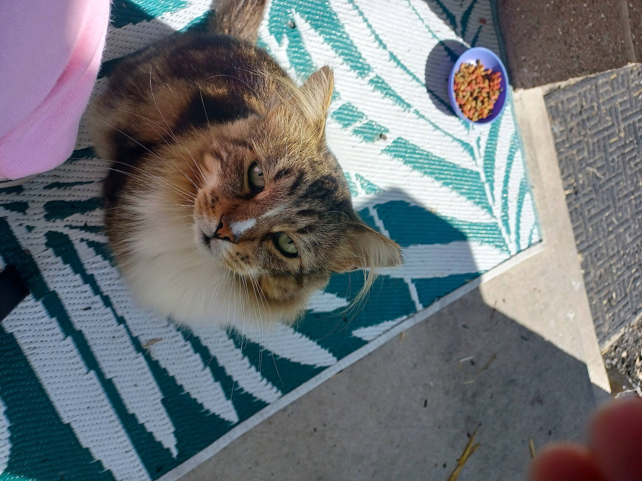 Kit Kat joined the competition — help win amazing prizes! carnivore, cat, claw, comfort, domestic_short_haired_cat, fawn, felidae, flooring, fur, grass, linens, nap, pattern, paw, plant, small_to_medium_sized_cats, tail, tile, whiskers