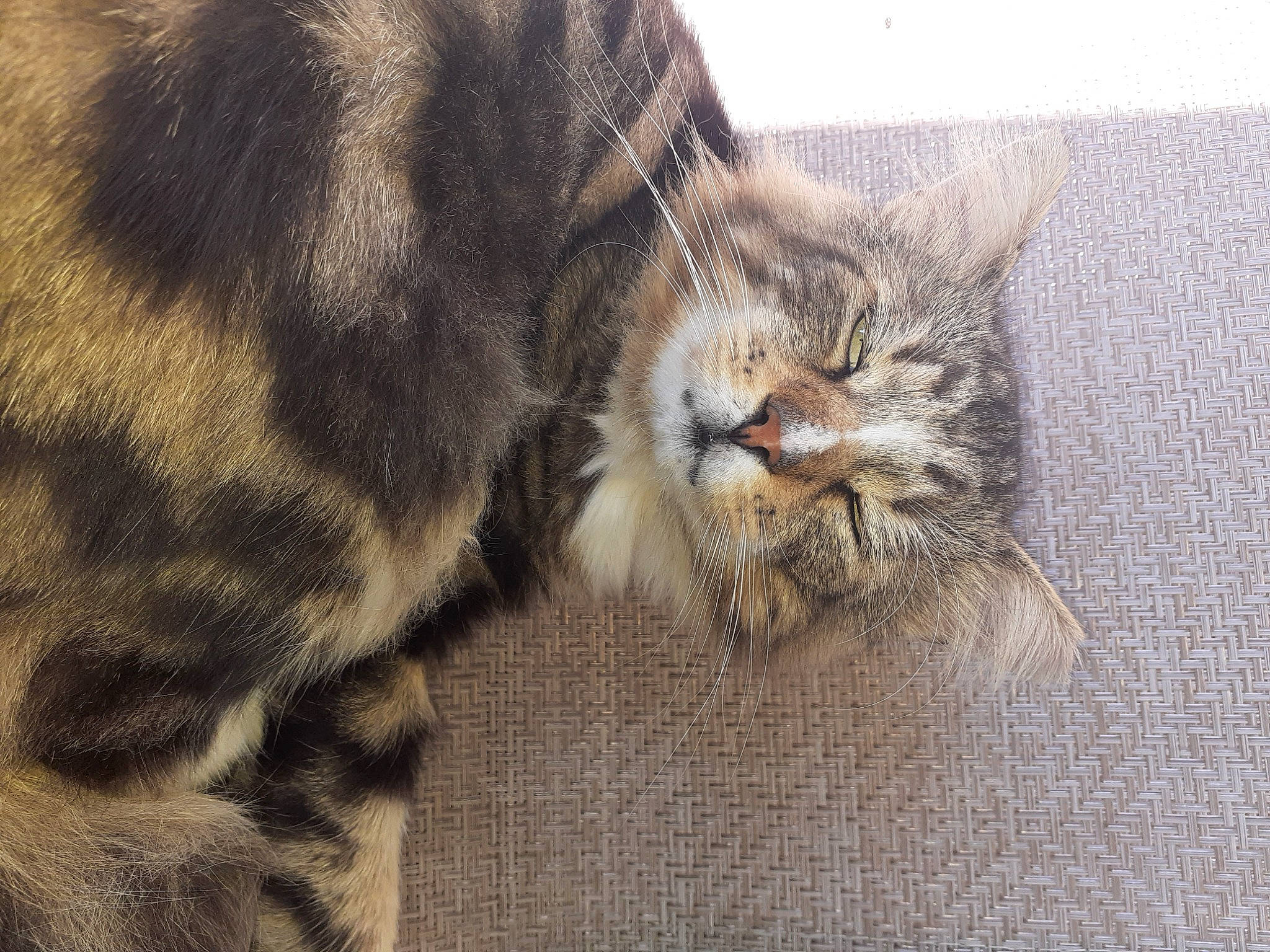 Kit Kat joined the competition — help win amazing prizes! carnivore, cat, claw, comfort, domestic_short_haired_cat, felidae, fur, grey, nap, paw, small_to_medium_sized_cats, snout, tail, terrestrial_animal, whiskers