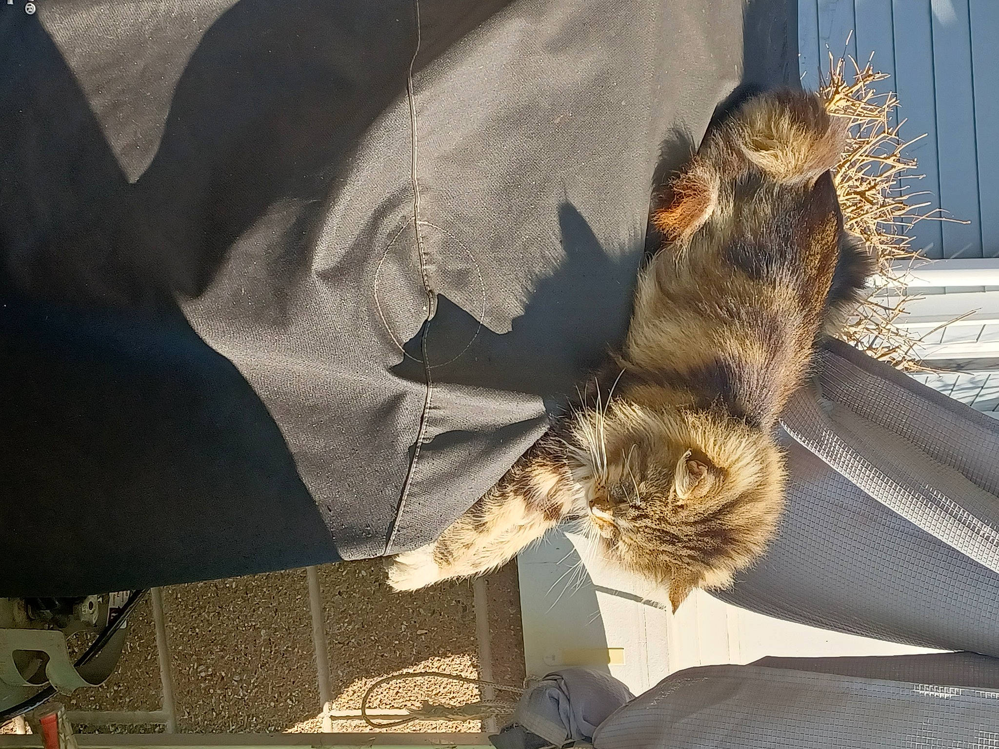 Kit Kat is registered to the contest to win money with this photo: claw, comfort, fawn, fur, natural_material, rodent, squirrel, tail, terrestrial_animal, whiskers, wildlife, wing, wood