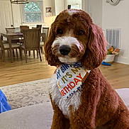 Jones joined the competition — help win amazing prizes! dog, birthday_bandana, curly_fur, brown_and_white, indoor, living_room, dining_table, chair, wooden_floor, rug, clock, window, furniture, pet, cute, portrait, sitting, decor, cozy, household