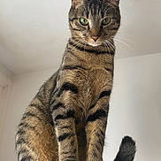 Ziggy a rejoint le concours — aidez-le/la à gagner de superbes lots ! alert, animal, cat, close_up, curious, cute, domestic_animal, ears, feline, furry, green_eyes, indoor, mammal, pet, portrait, sitting, striped_fur, tabby_cat, tail, whiskers