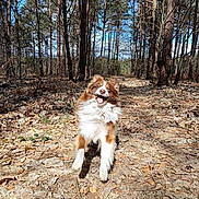 Léon a rejoint le concours — aidez-le/la à gagner de superbes lots ! animal, brown, canine, daytime, dog, excited, forest, happy, leaves, nature, outdoor, path, pet, playful, running, stick, sunlight, trees, white, woods