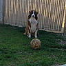 Léon participe au concours pour gagner de l'argent avec cette photo : animal, background, brown, canine, daylight, dog, fence, fur, grass, ground, nature, outdoor, pet, playful, quiet, sitting, soccer_ball, waiting, white, yard