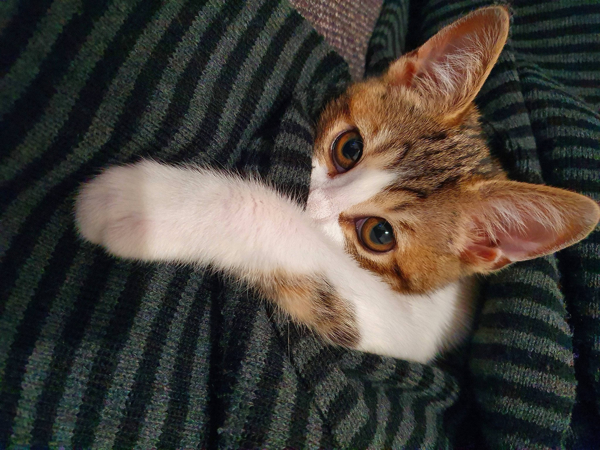 Pearl participe au concours pour gagner de l'argent avec cette photo : carnivore, cat, claw, comfort, couch, domestic_short_haired_cat, ear, fawn, felidae, fur, paw, small_to_medium_sized_cats, snout, tail, whiskers