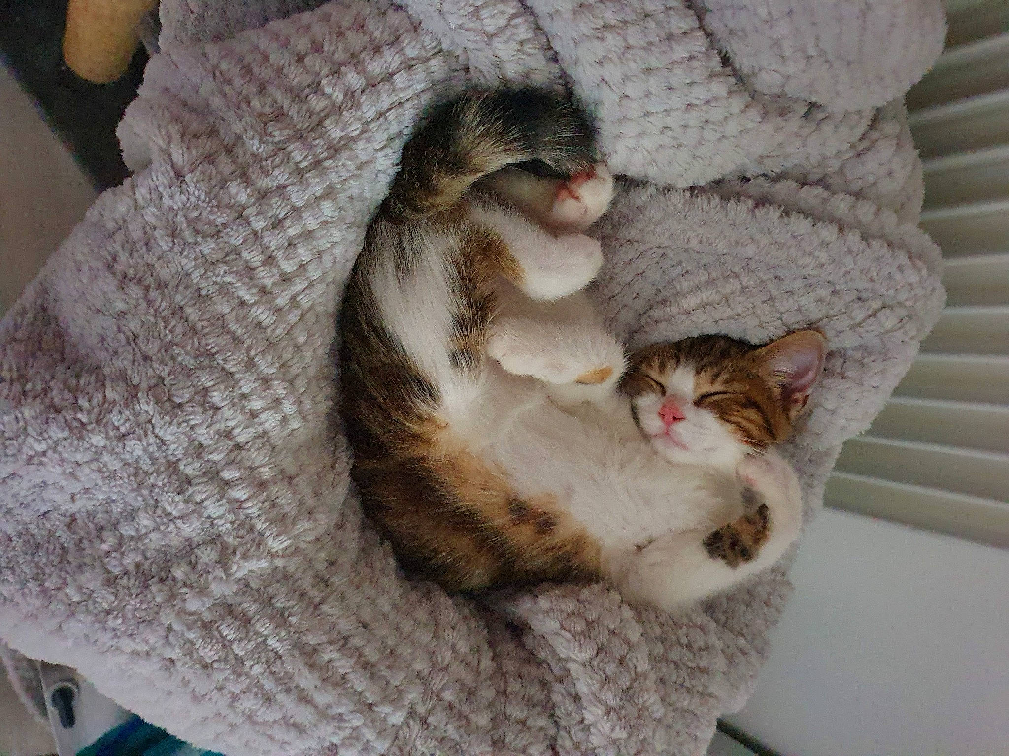 Pearl a rejoint le concours — aidez-le/la à gagner de superbes lots ! carnivore, cat, claw, comfort, domestic_short_haired_cat, fawn, felidae, fur, grey, linens, nap, paw, small_to_medium_sized_cats, snout, tail, textile, whiskers, window, wood, woven_fabric