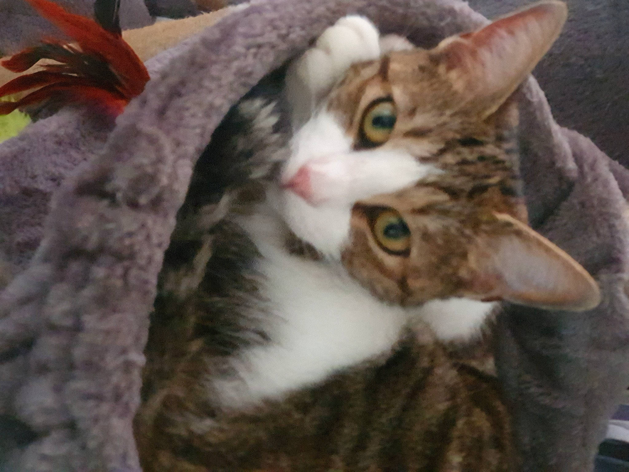 Pearl a rejoint le concours — aidez-le/la à gagner de superbes lots ! carnivore, cat, domestic_short_haired_cat, eye, felidae, fur, paw, small_to_medium_sized_cats, tail, terrestrial_animal, tree, whiskers