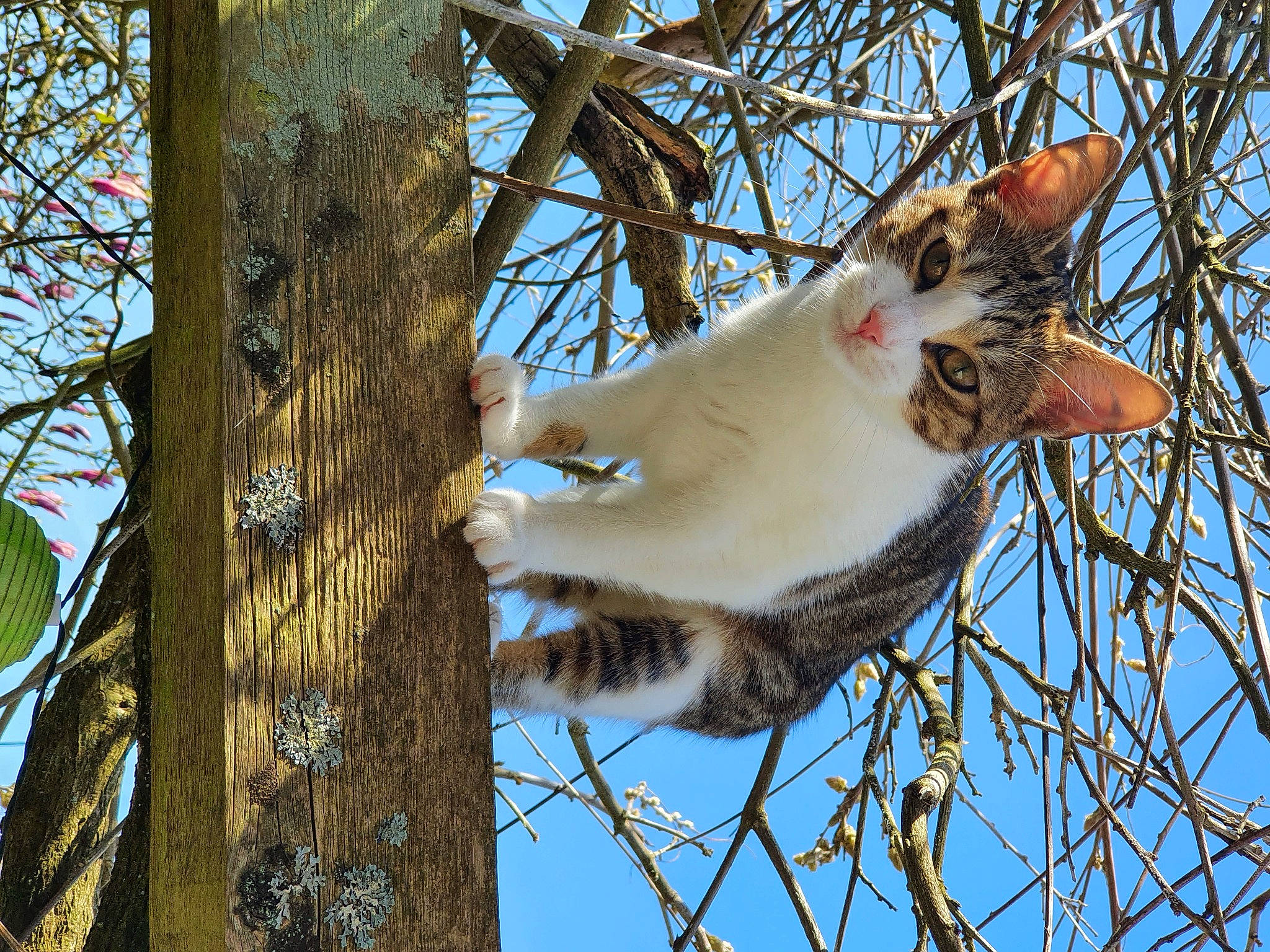 Pearl a rejoint le concours — aidez-le/la à gagner de superbes lots ! branch, carnivore, cat, domestic_short_haired_cat, fawn, felidae, fur, northern_hardwood_forest, plant, sky, small_to_medium_sized_cats, tail, terrestrial_animal, tree, trunk, twig, whiskers, wildlife, winter, wood