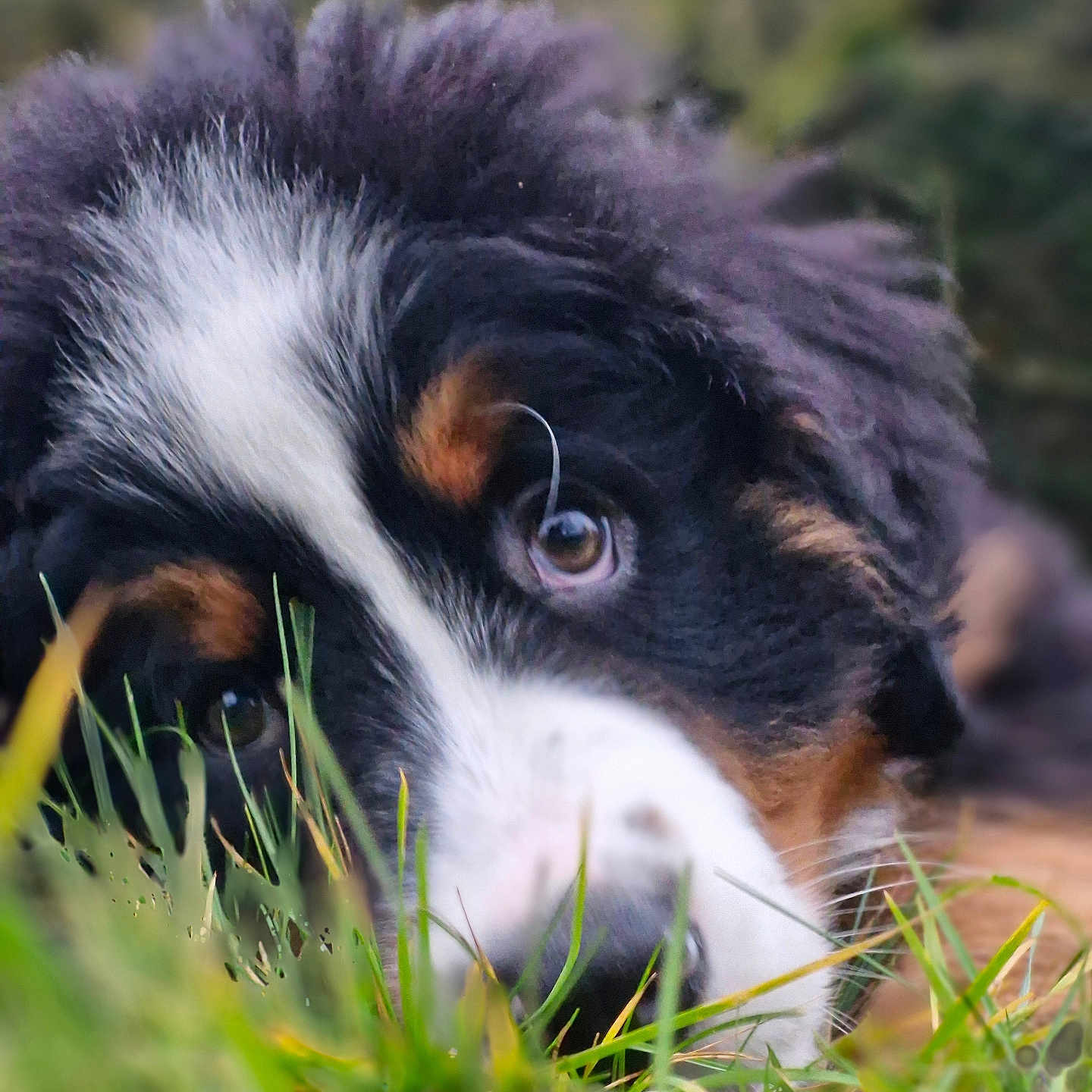 Vegas a rejoint le concours — aidez-le/la à gagner de superbes lots ! animal, appenzeller, canine, cockerspaniel, collie, dog, field, grass, grassland, hound, lawn, nature, outdoors, papillon, pet, plant, puppy, saintbernard, snout, terrier