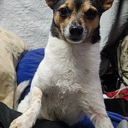 Gizmo Blue is registered to the contest to win money with this photo: dog, small_dog, terrier, pet, canine, portrait, close_up, ears, paws, white_fur, brown_fur, black_fur, bed, blanket, indoor, looking_at_camera, whiskers, nose, sitting, curious