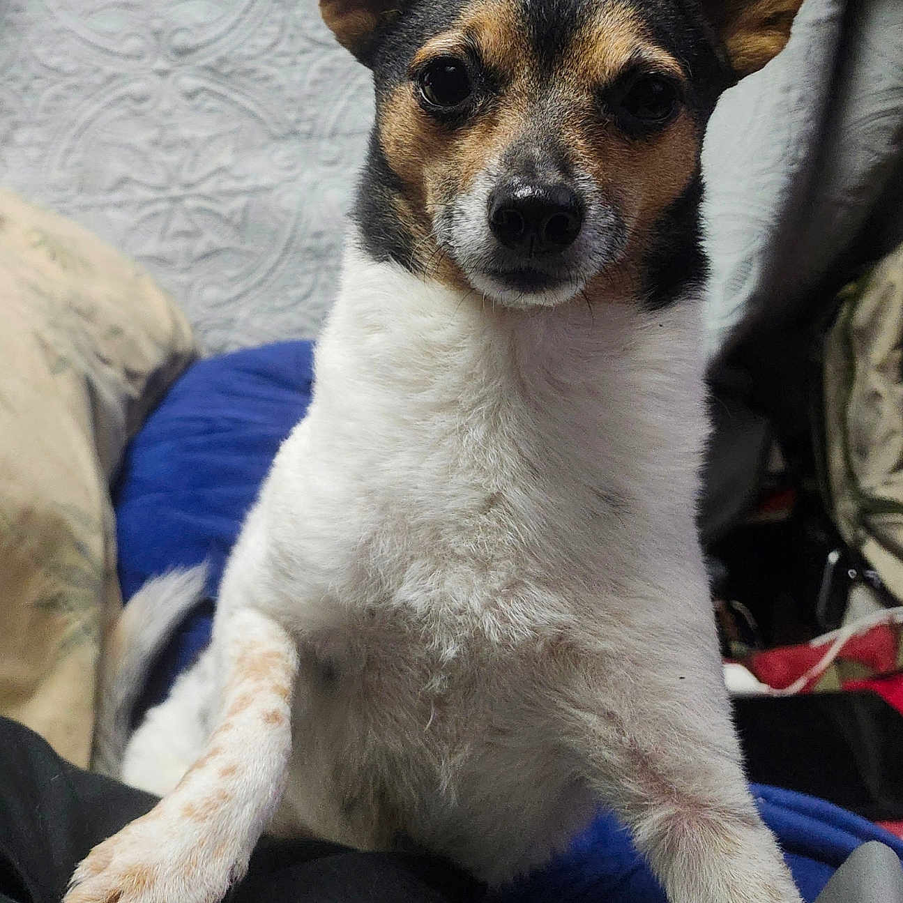 Gizmo Blue is registered to the contest to win money with this photo: bed, black_fur, blanket, brown_fur, canine, close_up, curious, dog, ears, indoor, looking_at_camera, nose, paws, pet, portrait, sitting, small_dog, terrier, whiskers, white_fur