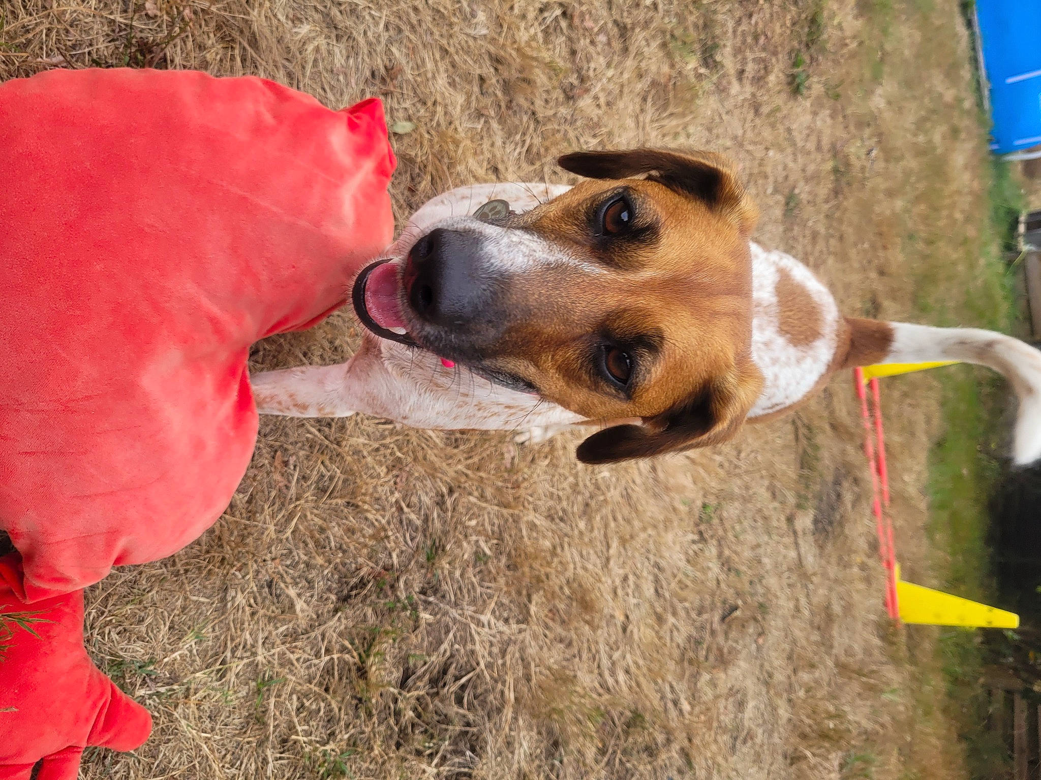 Bi Gout a rejoint le concours — aidez-le/la à gagner de superbes lots ! canidae, carnivore, collar, companion_dog, dog, dog_breed, dog_collar, dog_supply, fawn, grass, hunting_dog, pet_supply, snout, sporting_group, working_animal, working_dog