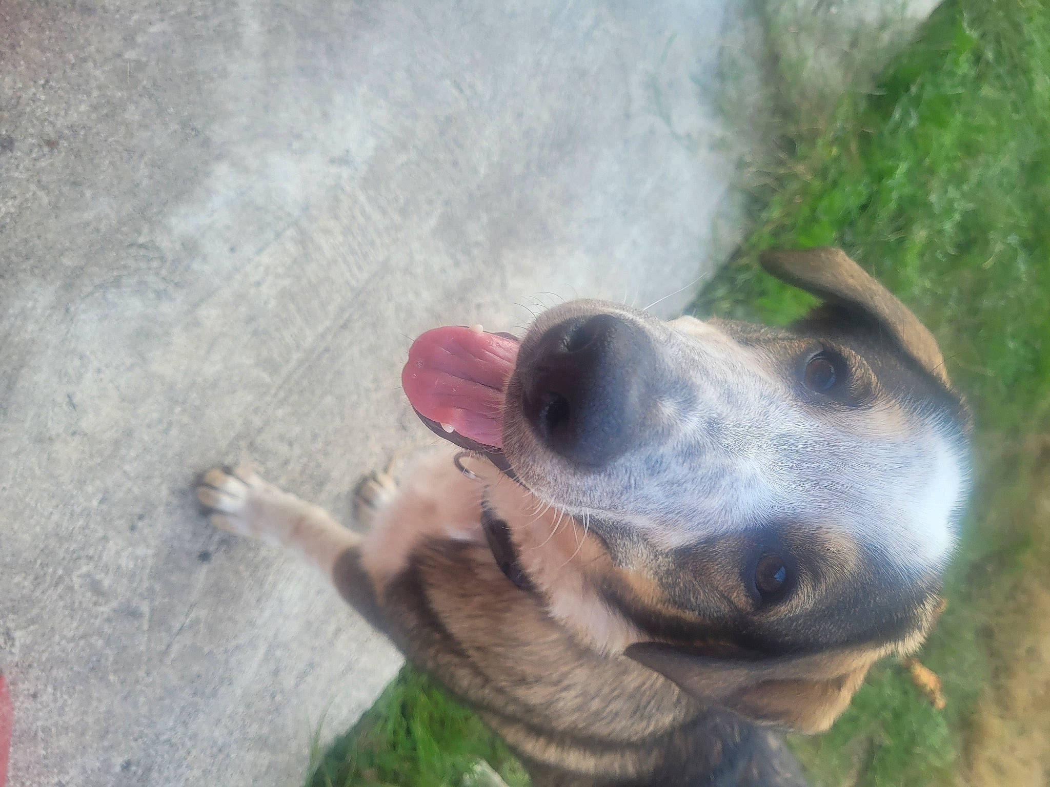 Oscar participe au concours pour gagner de l'argent avec cette photo : canidae, carnivore, companion_dog, dog, dog_breed, fawn, grass, guard_dog, hunting_dog, paw, plant, sporting_group, street_dog, terrestrial_animal, whiskers, working_animal, working_dog