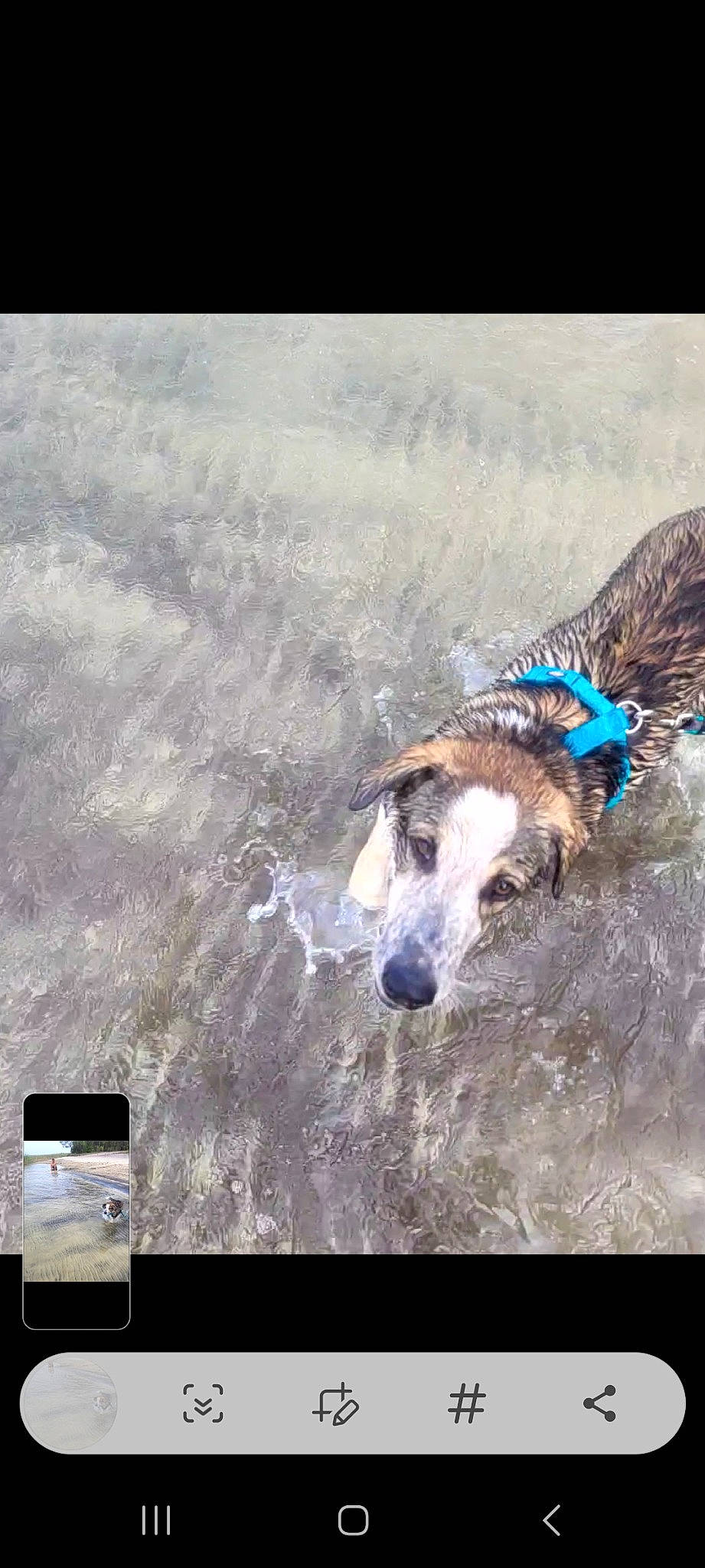 Oscar a rejoint le concours — aidez-le/la à gagner de superbes lots ! borzoi, canidae, carnivore, collar, communication_device, companion_dog, dog, dog_breed, dog_collar, dog_supply, happy, leash, mobile_phone, output_device, pet_supply, sighthound, snout, sporting_group, water, working_animal