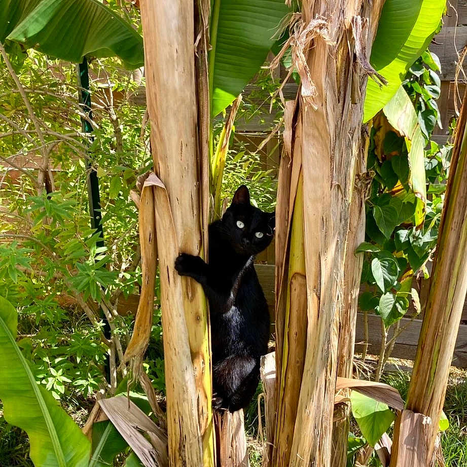 Fennec participe au concours pour gagner de l'argent avec cette photo : arecales, banana_family, flowering_plant, forest, grass, jungle, natural_environment, palm_tree, plant, plant_stem, rainforest, terrestrial_animal, terrestrial_plant, tree, trunk, twig, vegetation, wildlife, wood