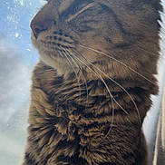 Owdyn is registered to the contest to win money with this photo: cat, tabby, close_up, fur, whiskers, ears, profile, pet, animal, indoor, window, sky, daylight, feline, mammal, curious, peaceful, soft_light, portrait, nature