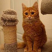 Simba participe au concours pour gagner de l'argent avec cette photo : animal, cat, cat_tree, cozy, cute, domestic, ears, feline, fluffy, fur, furniture, home, indoor, looking, orange_tabby, pet, scratching_post, sitting, tail, whiskers