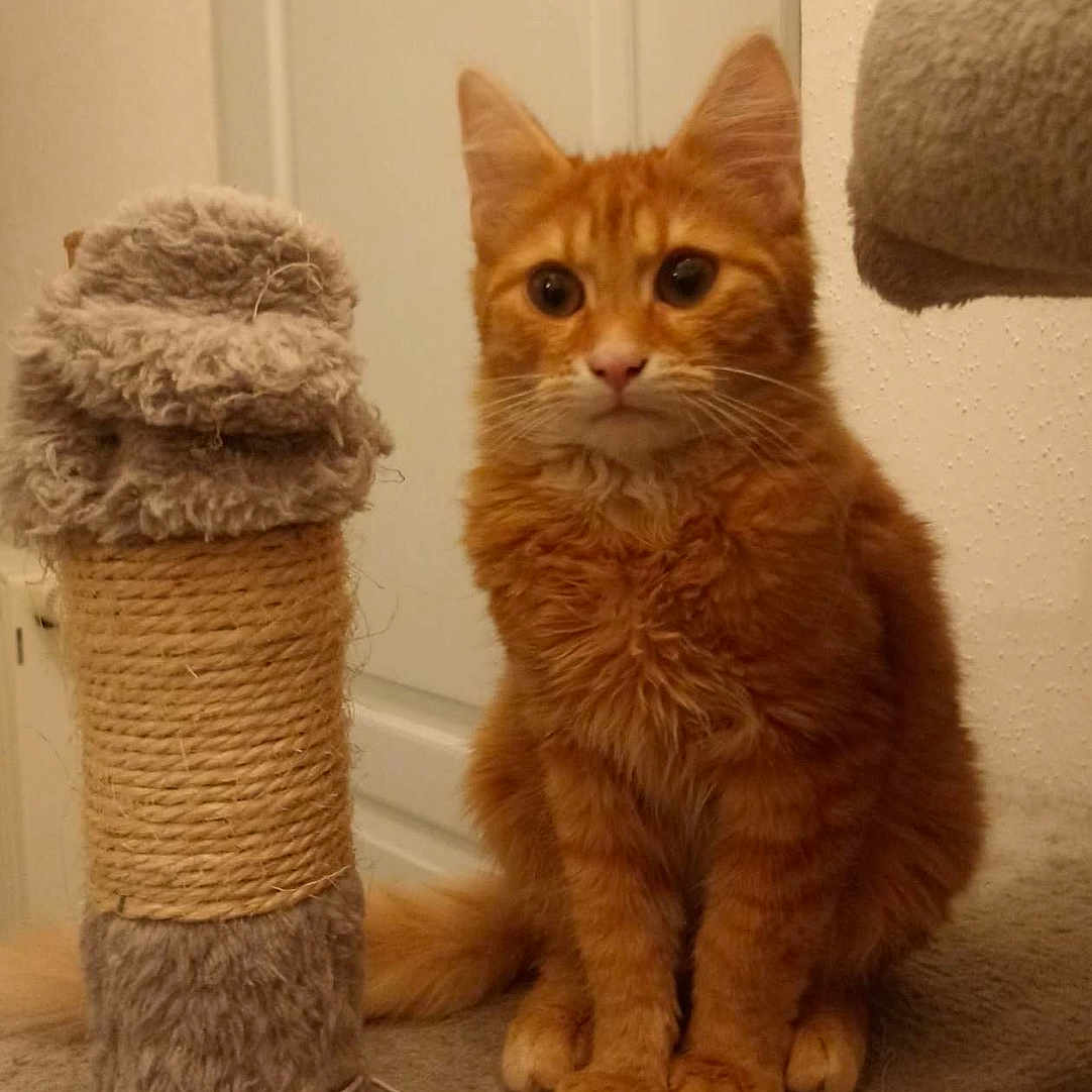 Simba