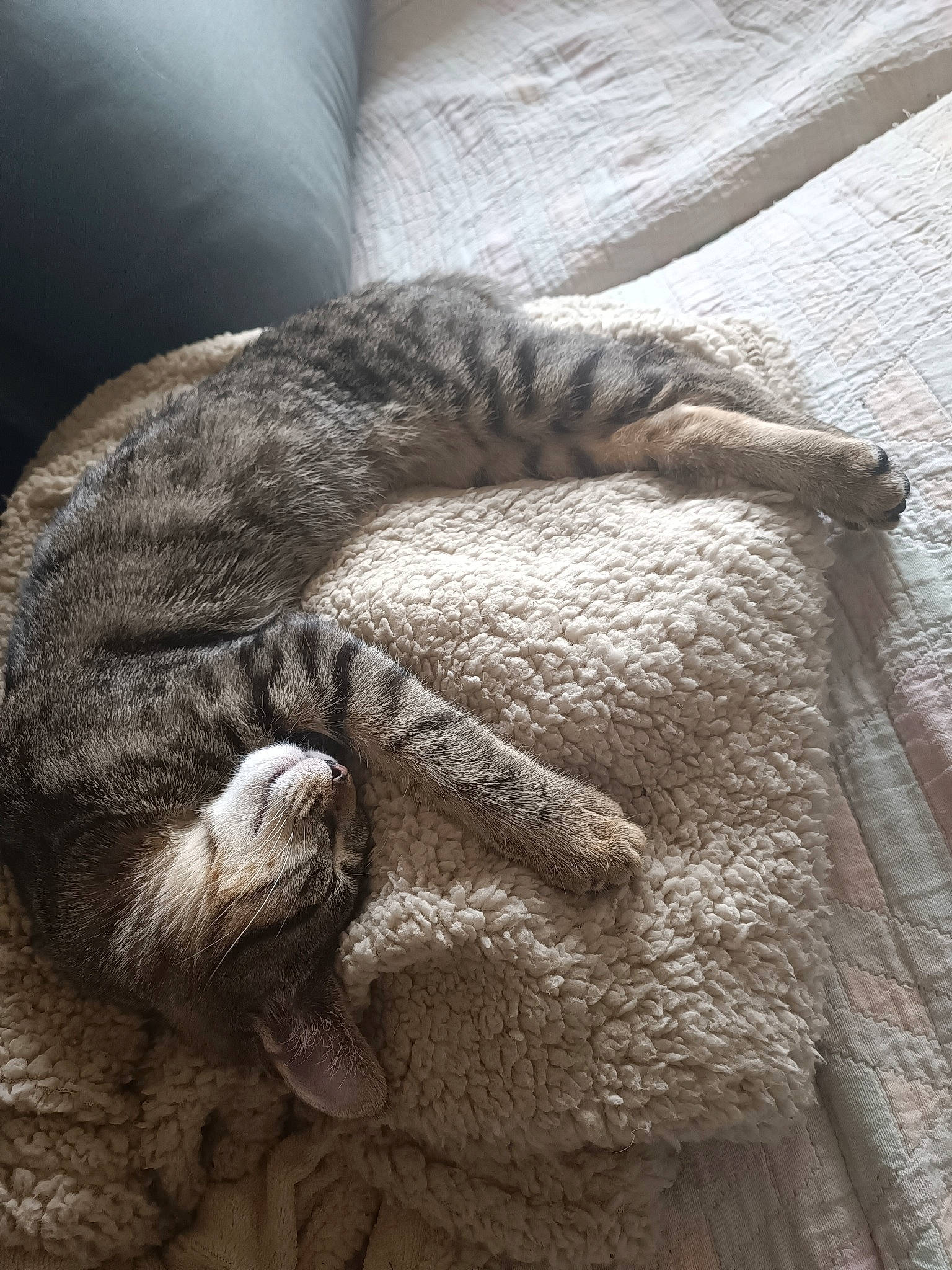 Nala participe au concours pour gagner de l'argent avec cette photo : art, artifact, carving, claw, felidae, foot, fur, grey, human_leg, paw, sculpture, snout, tail, terrestrial_animal, whiskers, wildlife, wood, wool, working_animal, wrinkle