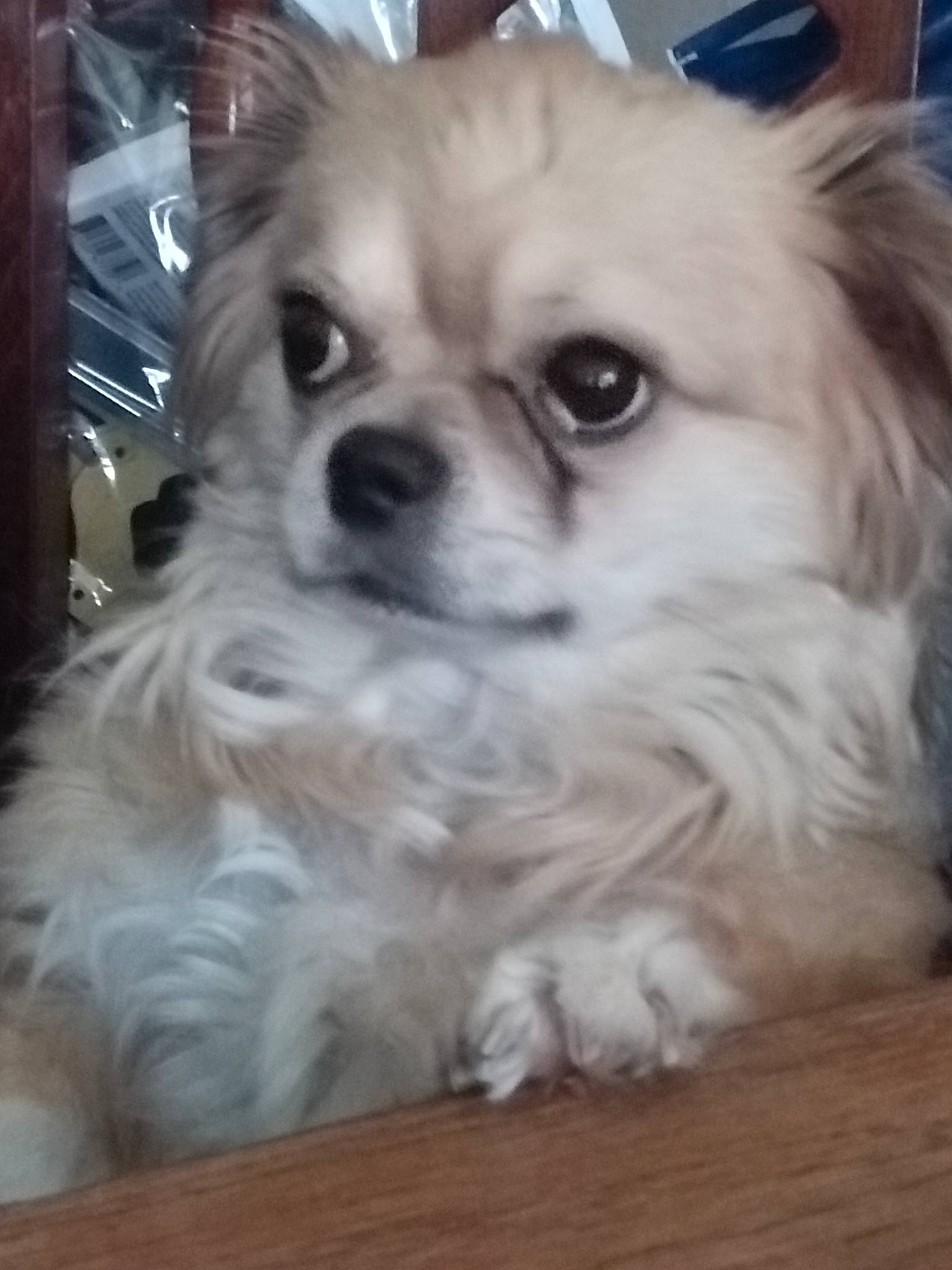 Luky participe au concours pour gagner de l'argent avec cette photo : canidae, carnivore, companion_dog, dog, dog_breed, dog_supply, fawn, fur, german_spitz, german_spitz_klein, pet_supply, pomeranian, snout, spitz, sporting_group, toy_dog, volpino_italiano, whiskers, windscreen_wiper, working_animal