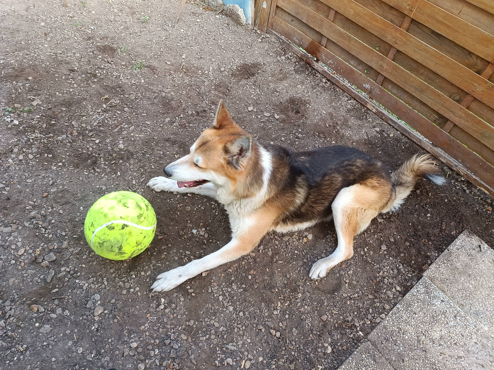 Loulou a rejoint le concours — aidez-le/la à gagner de superbes lots ! asphalt, ball, canidae, carnivore, companion_dog, disc_dog, dog, dog_breed, dog_supply, grass, pet_supply, road, road_surface, sidewalk, sporting_group, sports_toy, tail, tennis_ball, wood, working_animal