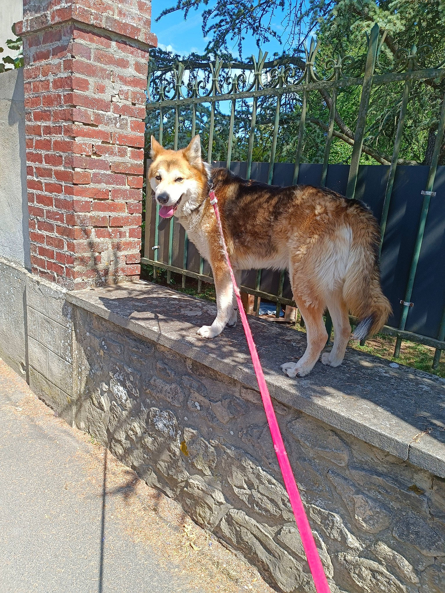 Loulou a rejoint le concours — aidez-le/la à gagner de superbes lots ! brick, brickwork, building, carnivore, collar, dog, dog_breed, fawn, fence, leash, pet_supply, road_surface, sidewalk, sky, snout, sporting_group, tail, tree, window, wood