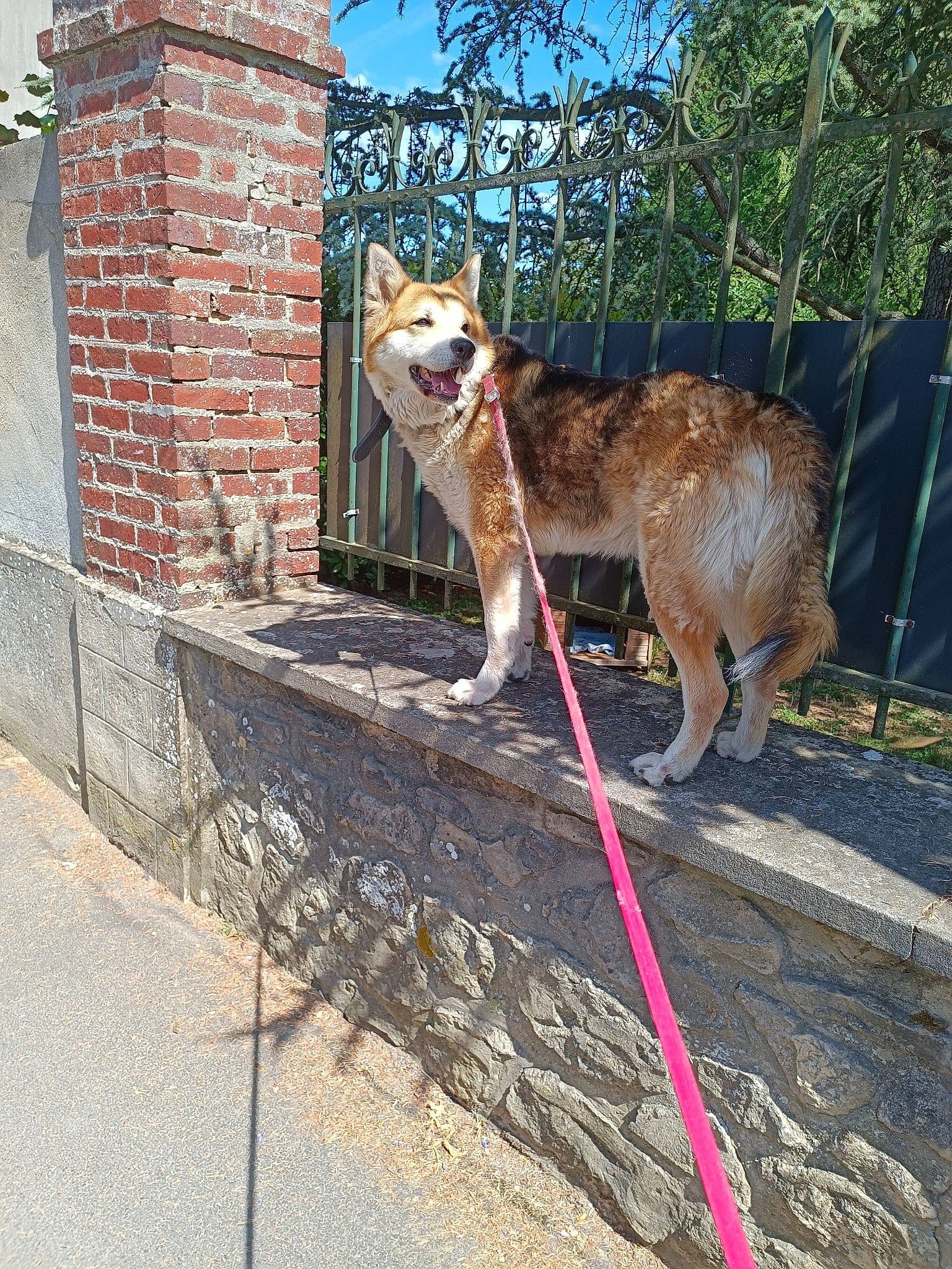 Loulou a rejoint le concours — aidez-le/la à gagner de superbes lots ! brick, building, canidae, carnivore, collar, dog, dog_breed, fawn, felidae, fence, leash, plant, sidewalk, sky, snout, sporting_group, tail, terrestrial_animal, tree, wood