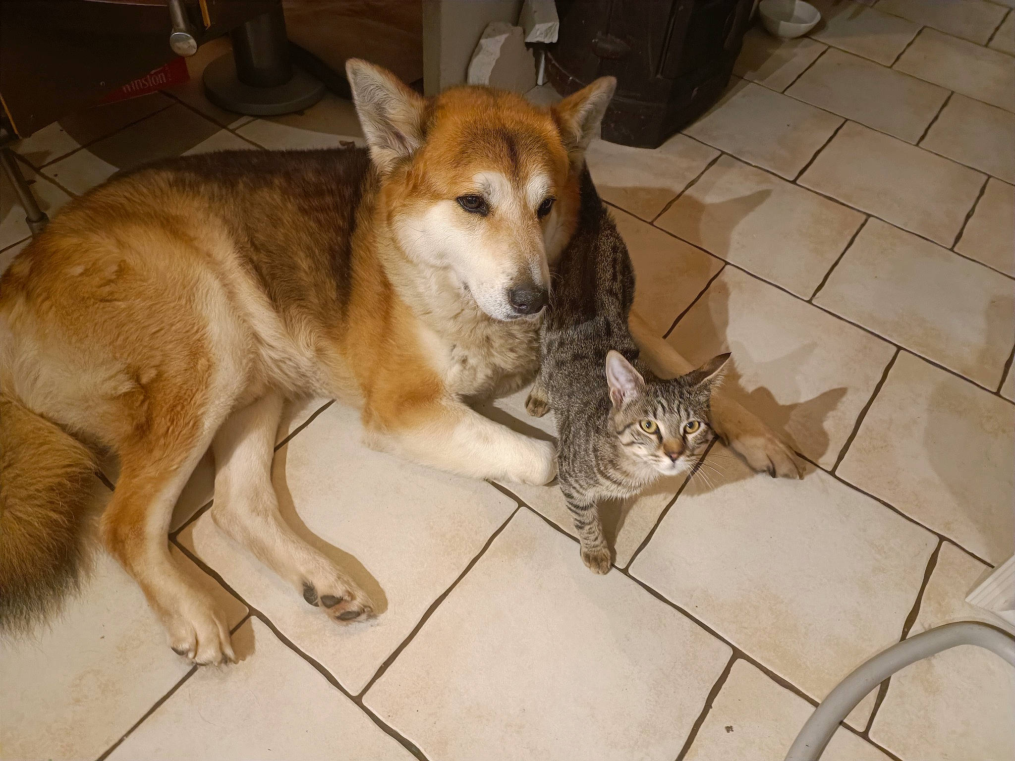 Loulou a rejoint le concours — aidez-le/la à gagner de superbes lots ! ancient_dog_breeds, animal_shelter, canidae, carnivore, companion_dog, dog, dog_breed, fawn, floor, flooring, fur, paw, snout, street_dog, tail, terrestrial_animal, whiskers, wildlife, working_animal, working_dog