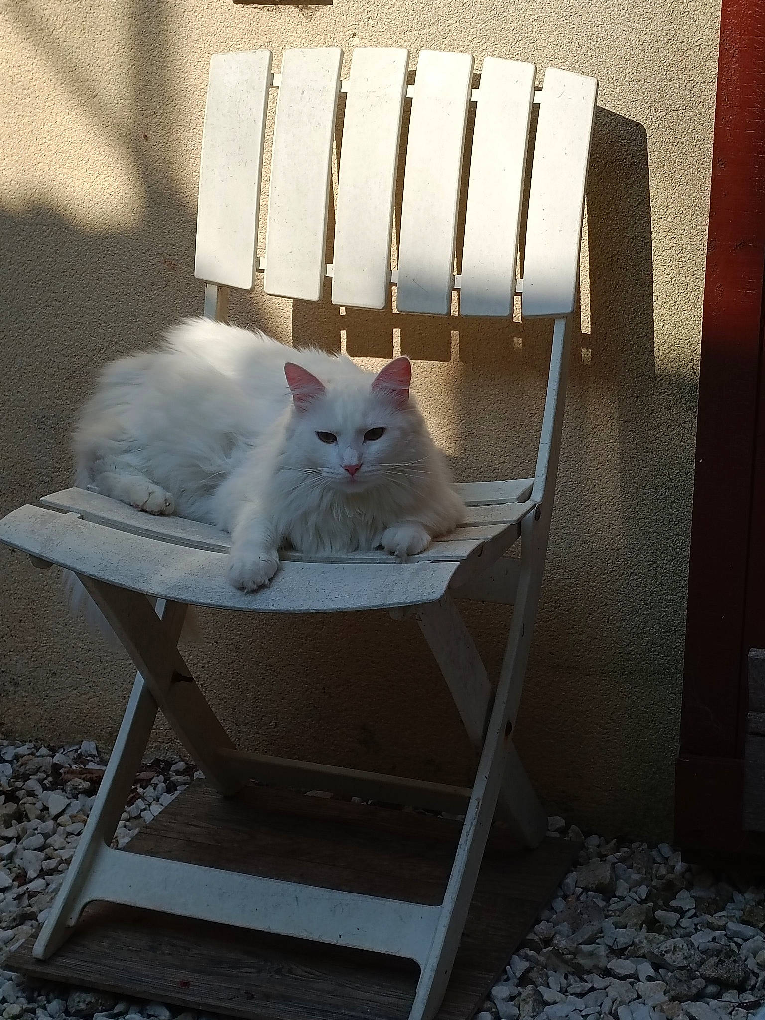 Neige participe au concours pour gagner de l'argent avec cette photo : box, carnivore, cat, chair, comfort, domestic_short_haired_cat, felidae, fur, linens, outdoor_furniture, rectangle, sitting, small_to_medium_sized_cats, tail, tints_and_shades, whiskers, wood