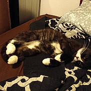 Bandit is registered to the contest to win money with this photo: cat, tuxedo_cat, black_and_white, fluffy, sleeping, lying_down, bed, bedroom, blanket, pillow, bedding, relaxed, pet, whiskers, paws, indoor, cozy, animal, portrait, nap