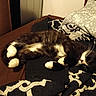 cat, tuxedo_cat, black_and_white, fluffy, sleeping, lying_down, bed, bedroom, blanket, pillow, bedding, relaxed, pet, whiskers, paws, indoor, cozy, animal, portrait, nap