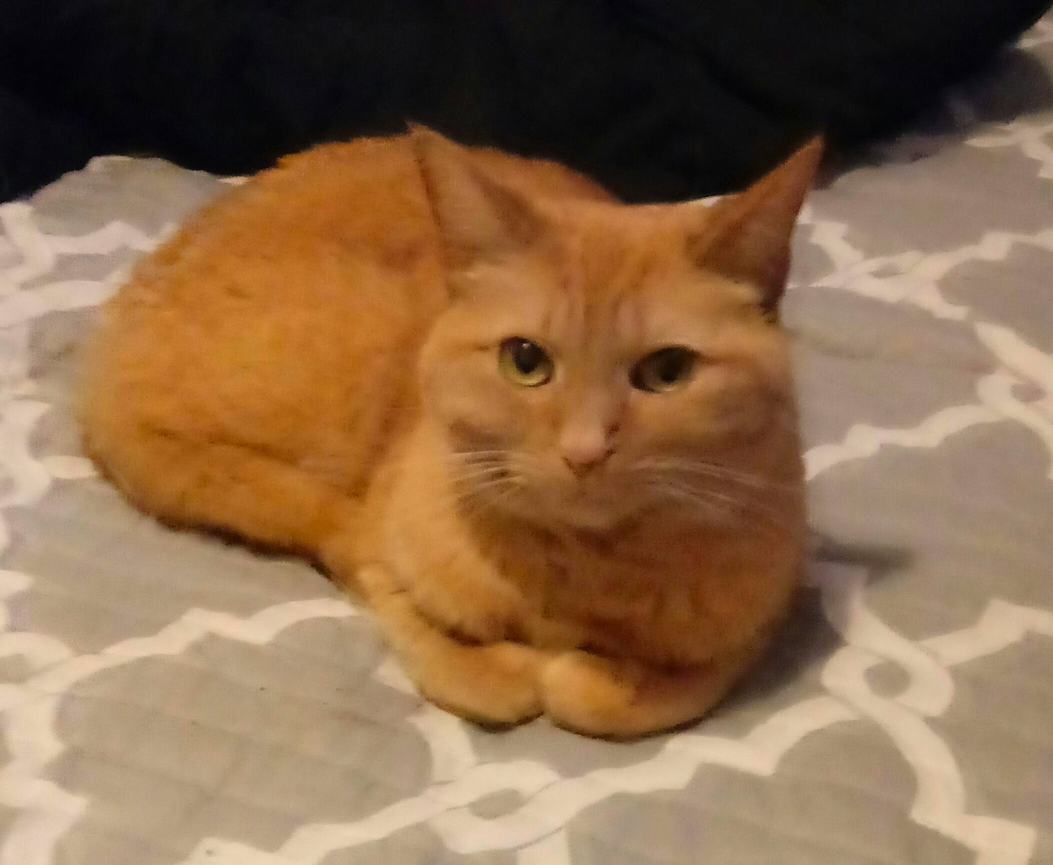 Ginger joined the competition — help win amazing prizes! arabian_mau, asian, carnivore, cat, cymric, domestic_long_haired_cat, domestic_short_haired_cat, european_shorthair, eye, fawn, felidae, fur, german_rex, kitten, mammal, nose, skin, small_to_medium_sized_cats, snout, whiskers